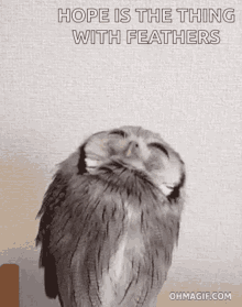 Owl Feather GIF - Owl Feather Animal GIFs