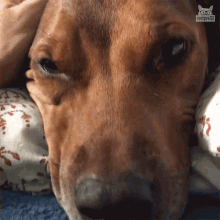 sleepy lazy tired dog cozy sleepy lazy tired dog cozy