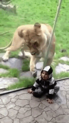 Ignorance Is Bliss GIF - Lion Baby Hungry GIFs