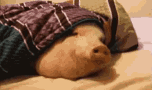 Funny Pig GIF - Funny Pig Aadi GIFs