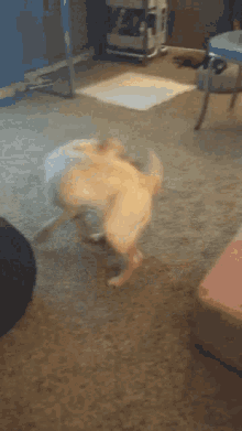 Dog Running GIF - Dog Running GIFs