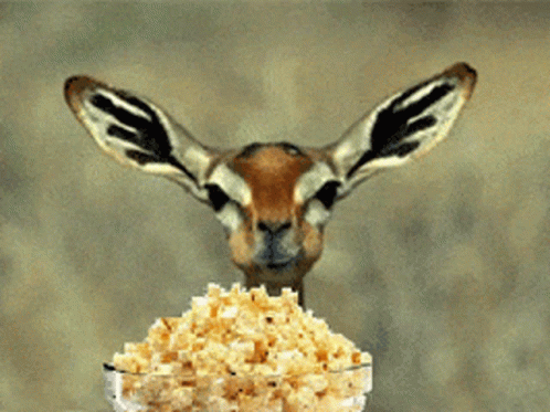 Que es HIFI vintage? - Página 2 Eating-popcorn-deer