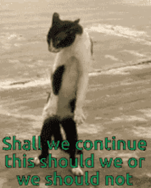 Cat Shall We GIF - Cat Shall We Continue GIFs