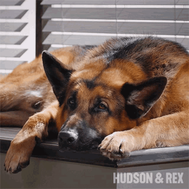 Relaxing Rex GIF Relaxing Rex Hudson And Rex Discover & Share GIFs