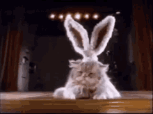 Easter Cat GIF - Easter Cat Bunny Ears GIFs