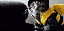 Dahliabunni Cat GIF - Dahliabunni Cat Funny Cat GIFs