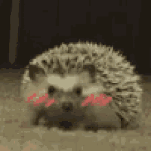 cute hedgehog