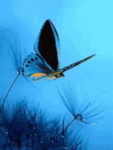 Butterfly Animal GIF - Butterfly Fly Animal GIFs