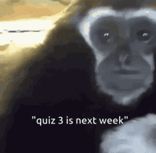 gibbon quiz three is next