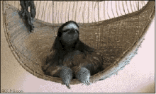 Sloth Hammock GIF - Sloth Hammock Relaxed GIFs