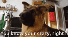 Crazy Confused GIF - Crazy Confused German Shepherd GIFs