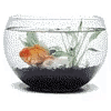 fish bowl gold fish swim