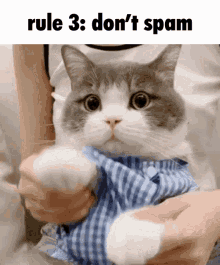 Meme Dimden GIF - Meme Dimden Cute Cat GIFs