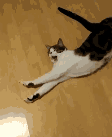 Cat Stretch GIF - Cat Stretch Yawn GIFs