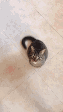 Cat Begging GIF - Cat Begging Snack GIFs