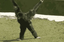 karate gibbon monkey dance pay attention