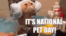 National Pet Day Cat GIF - National Pet Day Cat GIFs