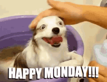 Funny Animals Dog GIF - Funny Animals Dog Happy Monday GIFs