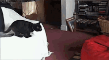 Cats Jump GIF - Cats Jump Jumping GIFs