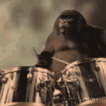 King Kong GIF - King Kong Vs GIFs