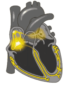 Heartbeat Conduction GIF - Heartbeat Conduction Heart GIFs