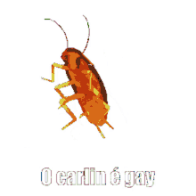 carlin boiola dancing cockroach
