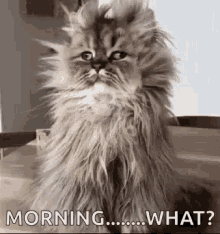 Funny Animals Cat GIF - Funny Animals Cat Messy GIFs