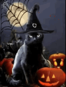 Halloween Cat GIFs | Tenor