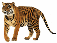 nasirdon tiger