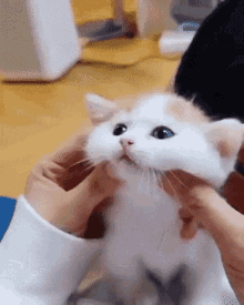 Kittens Cute GIF - Kittens Cute Cat GIFs