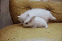 嗅 闻 猫咪 兔子 可爱 GIF - Sniff Smell Kitten GIFs