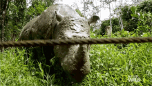 chewing rhino