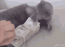 paws off my money cat kitty cute