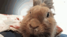 rabbit bunny