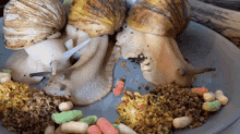 snails eating mealtime