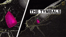 The Tymbals Contract300to400times A Second To Create The Cicadas Song Til Cicadas Can Damage Your Hearings GIF - The Tymbals Contract300to400times A Second To Create The Cicadas Song Til Cicadas Can Damage Your Hearings Cicadas GIFs