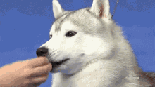 Siberian Husky Eating GIF - Siberian Husky Eating Dog GIFs