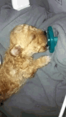 A Puppy And It'S Pacifier GIF - Puppy Pacifier Play GIFs