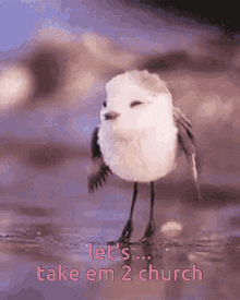 church bird