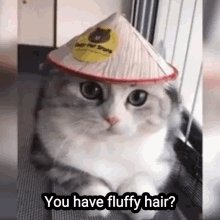 fluffy fluffy hair cat kitty cute