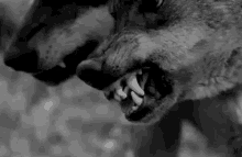 Wolf Angry GIF - Wolf Angry Growl GIFs