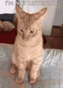 Cat Ignore GIF - Cat Ignore Head Tilt GIFs