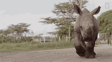 Walking Meet The Heroes Who Protect The Last Northern White Rhinos In The World GIF - Walking Meet The Heroes Who Protect The Last Northern White Rhinos In The World World Rhino Day GIFs