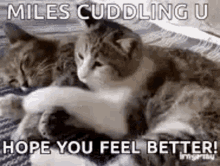 Hope You Feel Better Cat GIF - Hope You Feel Better Cat Hug GIFs