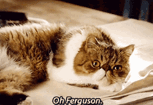 Ferguson Cat GIF - Ferguson Cat Kitty GIFs
