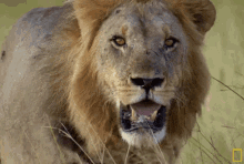 Tired Lion GIF - Savage Kingdom Savage Kingdom Gi Fs Lion GIFs