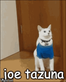Joe Tazuna Yttd GIF - Joe Tazuna Yttd Yttd Cats GIFs