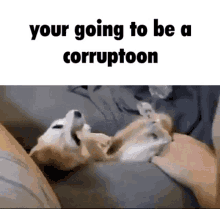 Dog Couch GIF - Dog Couch GIFs
