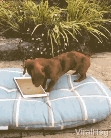 Excited Dog Playing Games GIF - Excited Dog Playing Games Tablet GIFs