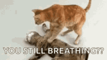 cpr cats staying alive still breathing